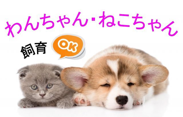 拡大写真:南堀江アパートメントグランデ 8階801の小型犬・猫2匹まで飼育OK!
