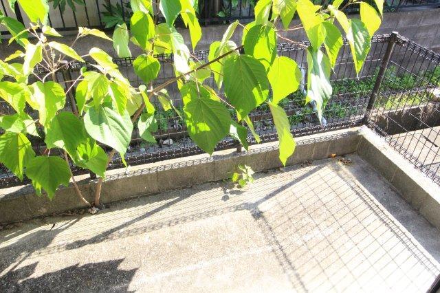 拡大写真:岡山市中区湊 2階202のバルコニー