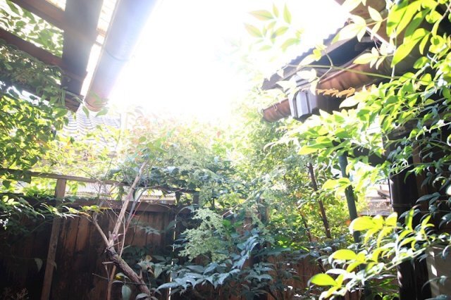 拡大写真:新京橋戸建 1階1の庭
